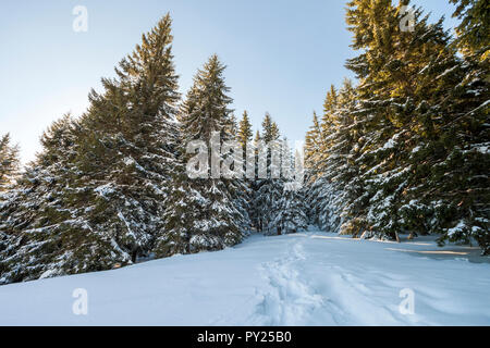 Schönen winter fairy tale Berglandschaft. Reihen von hohen dunkelgrünen Tannen bedeckt mit dicken Schnee. Einsam im Wald unter strahlend blauem Sk Stockfoto