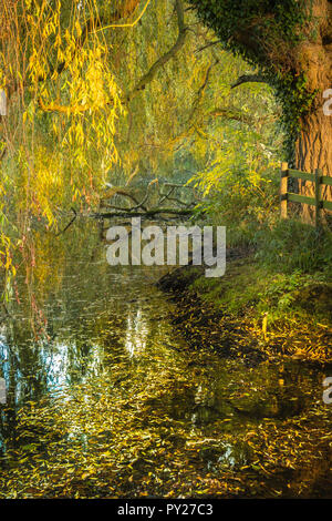 Eine Trauerweide im Herbst wirft seine farbenfrohen Blätter auf einem Teich. Stockfoto