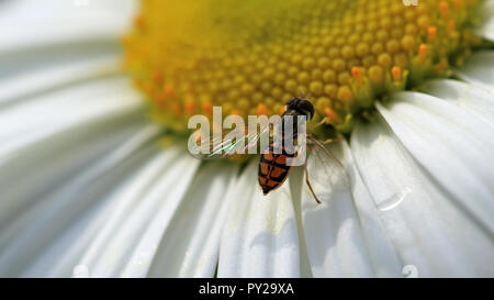 White Daisy, Orange Fliegen Stockfoto