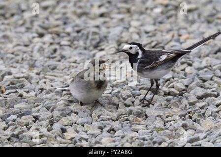Pied wagtail Mutter und Küken Stockfoto