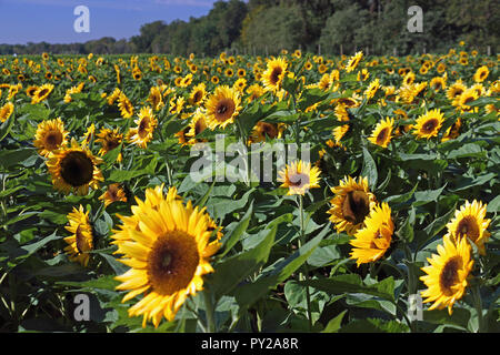 Am frühen Morgen Sonnenblumenfeld Stockfoto