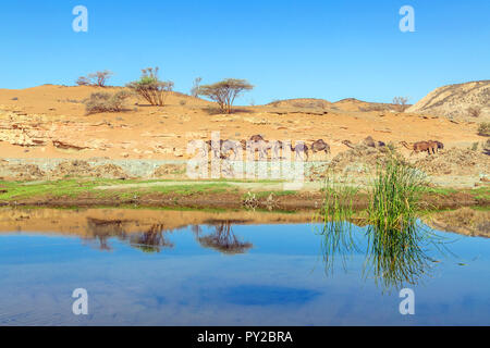 Kamele in der Wüste in der Nähe einer Wasserstelle, Saudi-Arabien Stockfoto