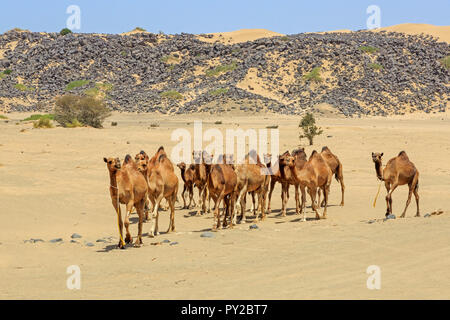 Kamele in der Wüste, Saudi-Arabien Stockfoto