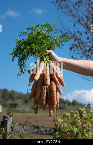 Die menschliche Hand hält frisch Möhren abgeholt Stockfoto