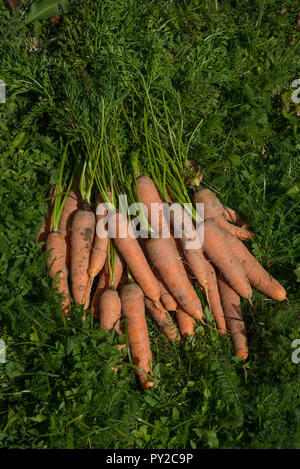 Stapel frisch gepflückte Karotten Stockfoto