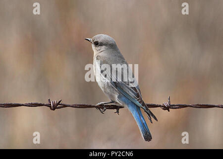 Mountain Bluebird (Sialia currucoides). Die Mountain Bluebird ist einer der schönsten Vögel der Westen. Stockfoto