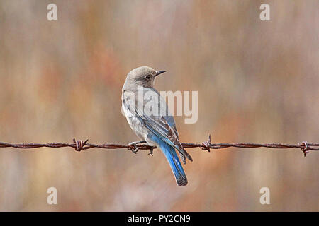 Mountain Bluebird (Sialia currucoides). Die Mountain Bluebird ist einer der schönsten Vögel der Westen. Stockfoto