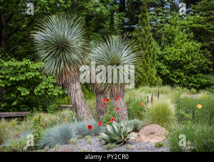 Cactus Desert Garden, Chanticleer Gardens, Wayne, Pennsylvania, USA, Formell botanischen Garten, Pflanzen orientalischen Mohnblumen geometrische Bepflanzung, Blumen US Stockfoto