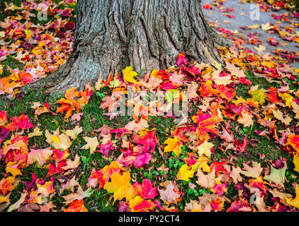 Bunte Herbstblätter auf dem Boden, Bennington, Vermont, Herbst USA, Herbst New England Herbst orange gelbe Bäume Garten trocken Gartenbaum verzaubert Stockfoto