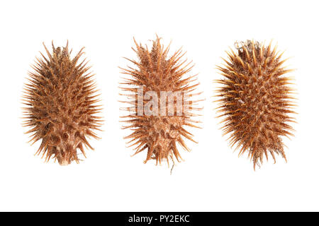 Trockene Xanthium strumarium auf weißem Hintergrund hat medizinische Eigenschaften. Stockfoto