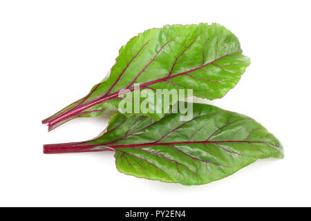 Frische Zuckerrüben Blatt auf weißem Hintergrund. Ansicht von oben. Flach Muster. Stockfoto