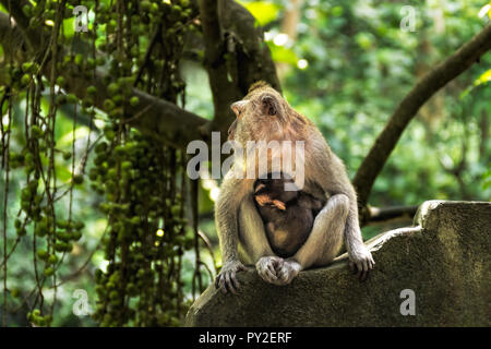Portrait von weiblichen Balinesischen Long-tailed Affe mit ihrem Kind in den Heiligen Affenwald in Ubud, Bali, Indonesien Stockfoto