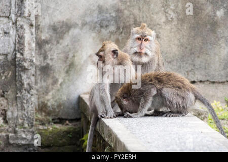 Drei balinesische Long-tailed Affen im Wald, Ubud, Bali, Indonesien Stockfoto