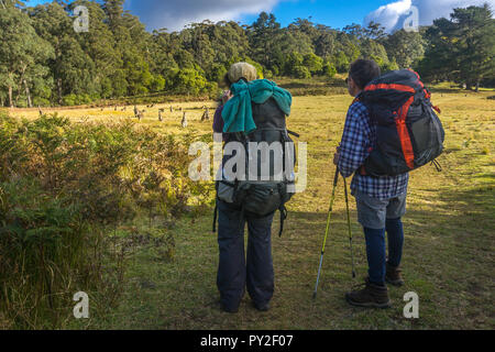 Zwei Wanderer auf Kängurus suchen, Grüne Rinne Track, Oxley Wild Rivers National Park, New South Wales, Australien Stockfoto