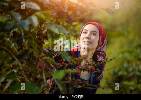 Frau Ernte Kaffeebohnen, Thailand Stockfoto