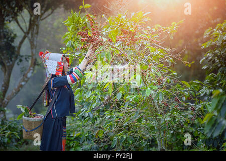 Frau Ernte Kaffeebohnen, Thailand Stockfoto