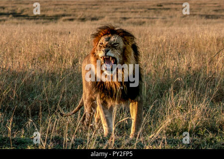 Porträt eines Löwen brüllen, Masai Mara, Kenia Stockfoto