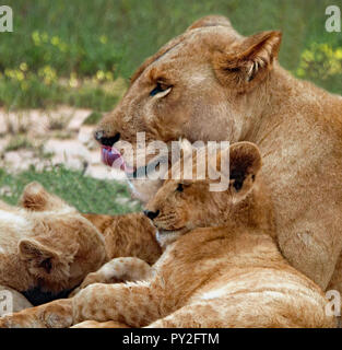 Löwin mit ihren Jungen, Botswana Stockfoto