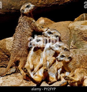 Mob von Erdmännchen sitzen auf den Felsen, Südafrika Stockfoto
