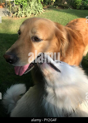 Zwei Hunde spielen in einem Garten, Neu Delhi, Indien Stockfoto