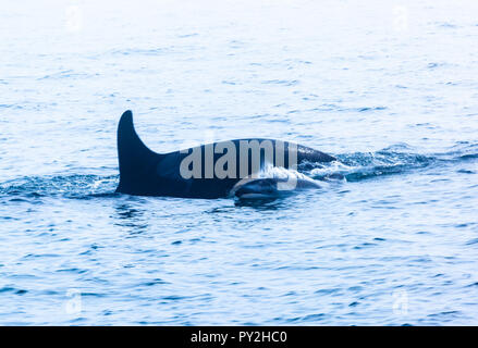 Mutter und Baby Orca Schwimmen im Ozean, Kanada Stockfoto