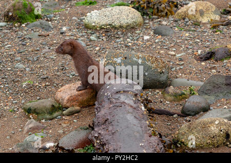 Portrait einer Otter pup auf einem Felsen, Kanada Stockfoto