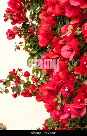 Rot Bougainvillea Blumen wachsen oben eine Wand. Stockfoto