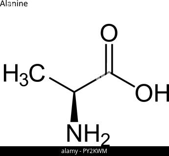 Skelettmuskulatur Formel. Aminosäure Molekül Stock Vektor