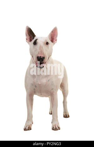 Ständigen Bull Terrier von vorne gesehen in die Kamera auf einem weißen Hintergrund suchen Stockfoto