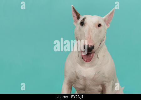 Porträt einer niedlichen Bullterrier in die Kamera von vorne auf einem blau türkis Hintergrund mit Kopie Raum suchen Stockfoto
