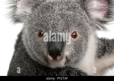 Junge Koala, Phascolarctos cinereus, 14 Monate alt, vor weißem Hintergrund Stockfoto