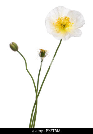 Alpine Mohn, Papaver Alpinum, vor weißem Hintergrund weiss Stockfoto