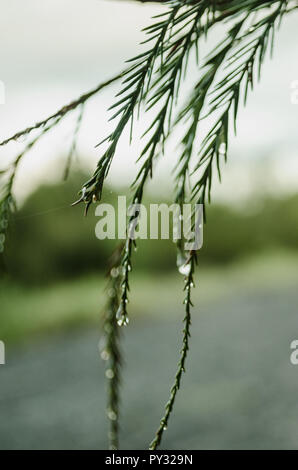 Wassertropfen, die auf grüne Blätter, in der Nähe von Wassertropfen, Hintergrund eines bewölkten Tag. Stockfoto