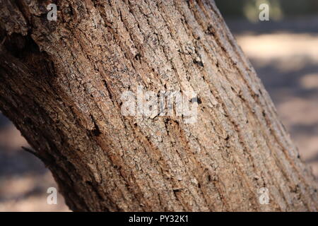 Bild von dunklen, Naturholz, für eine Vielzahl von strukturellen Gründen verwendet werden können. Textur zu Spiel Objekte, Zeichen hinzufügen, um den visuellen Designs, nichts! Stockfoto