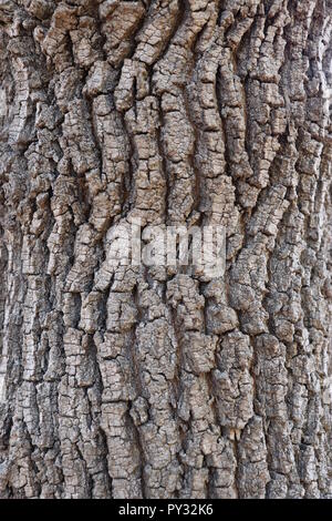 Bild von dunklen, Naturholz, für eine Vielzahl von strukturellen Gründen verwendet werden können. Textur zu Spiel Objekte, Zeichen hinzufügen, um den visuellen Designs, nichts! Stockfoto