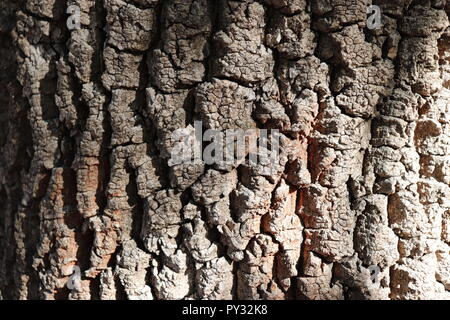 Bild von dunklen, Naturholz, für eine Vielzahl von strukturellen Gründen verwendet werden können. Textur zu Spiel Objekte, Zeichen hinzufügen, um den visuellen Designs, nichts! Stockfoto