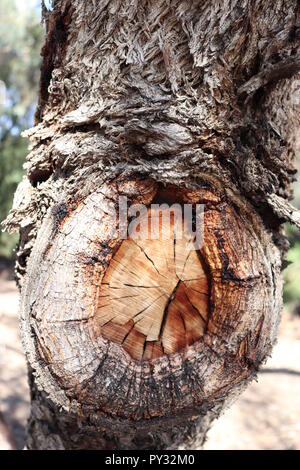 Bild von dunklen, Naturholz, für eine Vielzahl von strukturellen Gründen verwendet werden können. Textur zu Spiel Objekte, Zeichen hinzufügen, um den visuellen Designs, nichts! Stockfoto