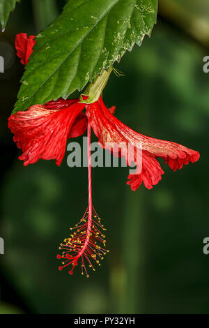 Ein helles rot karierten Hibiskus im Arboretum in Manito Park in Spokane, Washington. Stockfoto