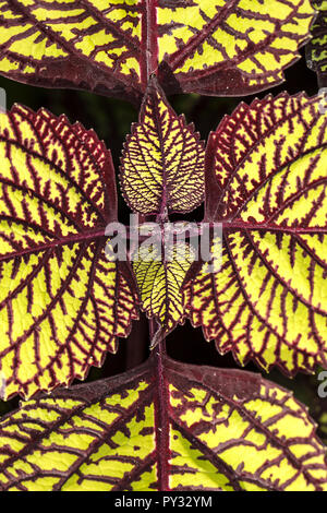 Ein Makro Foto von coleus solenostemon, alos wie Netzstrümpfe Anlage im Arboretum in Manito Park in Spokane, Washington bekannt. Stockfoto