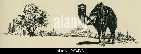 Kamel in Amphissa - Perilla Francesco - 1929. Stockfoto