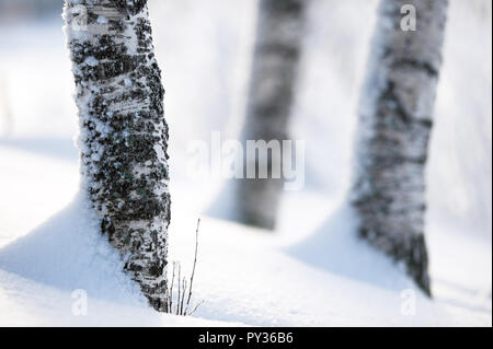 Birke Baumstämme im Schnee. Fokus auf den Vordergrund. Geringe Tiefenschärfe. Stockfoto