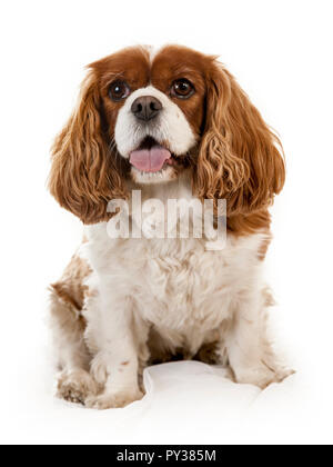 Studio Portrait auf weißem Hintergrund von zwei King Charles Spaniel hunde Stockfoto