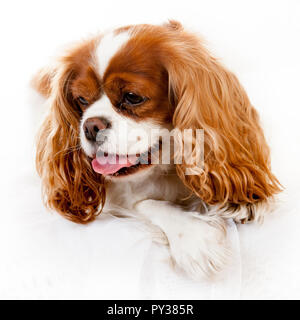 Studio Portrait auf weißem Hintergrund von zwei King Charles Spaniel hunde Stockfoto