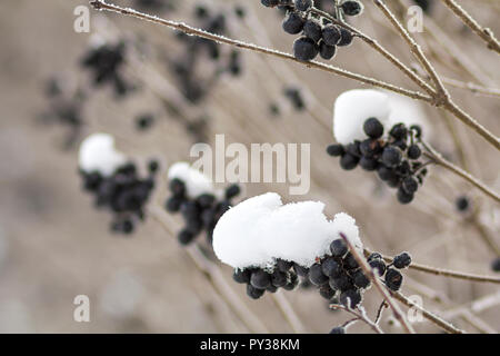 Close-up von getrockneten gefrorenen Haufen helle Reife dunkelblaue Beeren bedeckt mit Deep White erster Schnee und Frost hängen an verschwommenen nebligen sonnigen Hellgrau Stockfoto