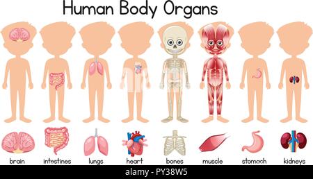Eine Reihe von menschlichen Organen Abbildung Stock Vektor
