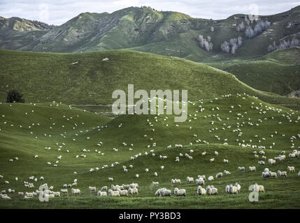 Neuseeland, Nordinsel, Coromandel Halbinsel Stockfoto