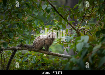 Gemeinsame marmosetten Affen - Rio de Janeiro, Brasilien Stockfoto