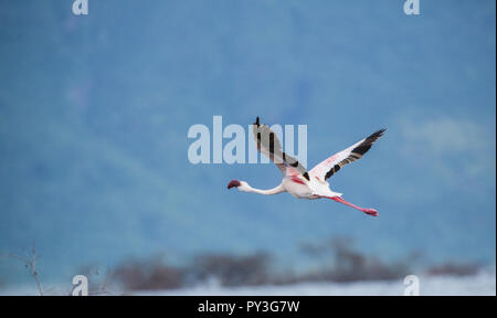 Schönheit von China Stockfoto