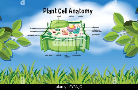 Pflanzenzelle Anatomie in der Natur Abbildung Stock Vektor