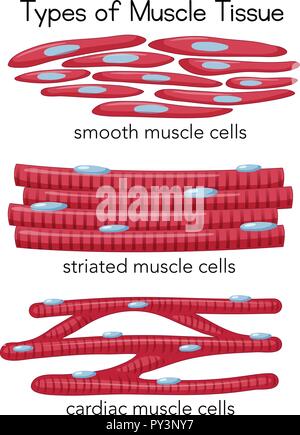 Arten von Muskelgewebe Abbildung Stock Vektor